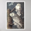 Recherche de audubon posters Illustration