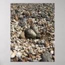 Recherche de tueur posters Oiseau