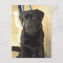 Zoek naar labrador retriever briefkaarten Canine