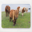 Recherche de poney shetland tapis souris Animal