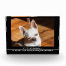Recherche de chihuahua maison décorations Mignon