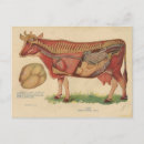 Zoek naar dierenarts briefkaarten Koe