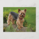 Recherche de yorkshire terrier chien cartes postales Chiot