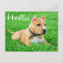 Recherche de chiot pitbull cartes postales Amour
