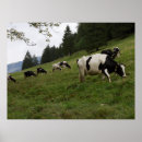 Recherche de cow posters Pour tous