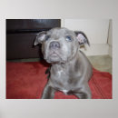 Recherche de taureau posters Terrier
