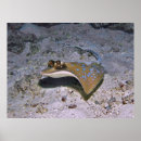 Recherche de stingray posters Rayon