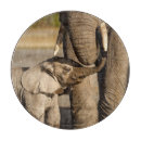 Recherche de éléphants planches à découper Éléphant d'afrique