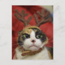 Recherche de andouillers cartes postales Photographie