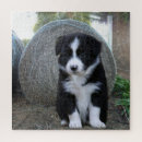 Recherche de chien border collie puzzles Chiot