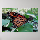 Zoek naar monarch vlinders posters Insect