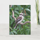 Zoek naar kookaburra kaarten Vogel