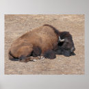 Zoek naar waterbuffel posters Buffels