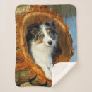 Recherche de border collie photographie Chien de berger