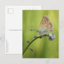 Recherche de myosotis de cartes postales Animal
