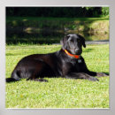 Recherche de laboratoire art Chien d'arrêt