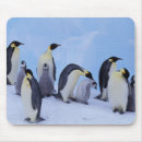 Recherche de manchot tapis souris Oiseau