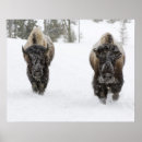 Recherche de bison américain posters Paysage