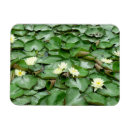 Recherche de nénuphars magnets Lac