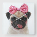 Recherche de de carlins horloges Chiot