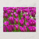 Zoek naar paarse tulpen briefkaarten Bloemen