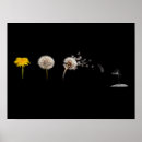 Recherche de dandelion posters Fleur sauvage