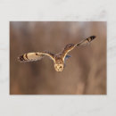 Recherche de de hibou cartes postales Sauvage