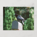 Recherche de crow cartes postales Corbeau