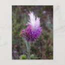 Recherche de différent cartes postales Violet