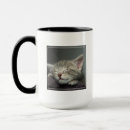 Recherche de somnolent photographie Chaton