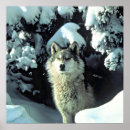 Recherche de chien de loup posters Loups