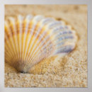 Recherche de seashell posters Ocean