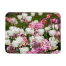 Recherche de tulipes roses magnets Fleur