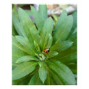 Recherche de coccinelle posters Insecte