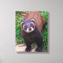 Recherche de furets posters Mustelid