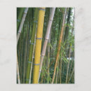 Recherche de bambous cartes postales Nature