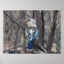 Zoek naar australische dieren posters Kookaburra