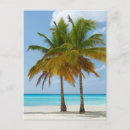 Recherche de cocotier cartes postales Été