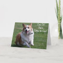 Recherche de canines photographie Dog