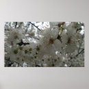 Recherche de prune posters Pour tous