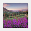 Recherche de fleurs de montagne magnets Meadow
