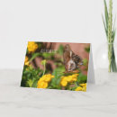 Zoek naar vlinder vleugels kaarten Vlinders