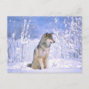 Recherche de loup neige cartes postales Canis lupus