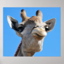 Recherche de girafe photographie Animal