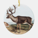 Recherche de zoologie ornements Faune