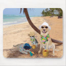 Recherche de humour vacances tapis souris Drôle