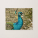 Recherche de paon bleu puzzles Photographie