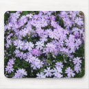 Recherche de phlox tapis souris Jardin