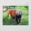 Recherche de red panda cartes postales Faune