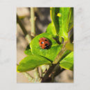 Recherche de coccinelles cartes postales Insecte